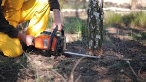How Our Tree Care Process Works  in  Wildwood Lake, TN