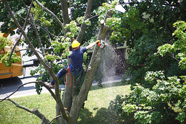 Trusted Wildwood Lake, TN Tree Care Experts
